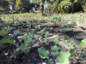 Irrigated vegetable garden in Kashitu